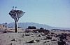 Lonely Aloe in the wide open spaces of the Namib