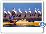 Pelicans