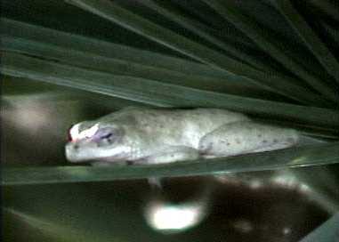 Sleeping frog