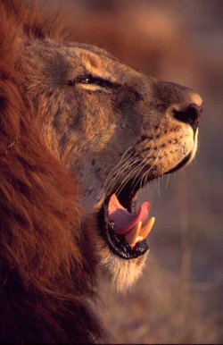 lion in Namibia