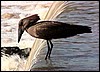 Hamerkop fishing