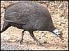 Helmeted guineafowl