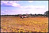 Oryx in Etosha