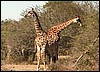 Pair of giraffe