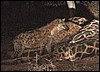 Spotted hyena clan feasting on giraffe