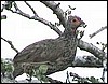 Swainsons francolin, Namibia