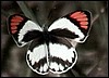 Collotis butterfly in Namibia, one of the many species.
