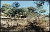 Eland bull: Largest antelope in Namibia