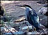 herons