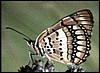 Joker butterfly found in Namibia