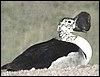 knob billed duck from Namibian Okavango Delta Panhandle