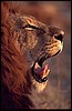 Male lion found in Namibia's Etosha National Park