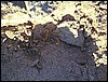 Yellow scorpion found in the Namibian Desert