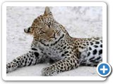Leopard found near Goas in Etosha Pak, Namibia