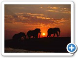 Chobe sunset