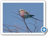 Lilac-breasted Roller