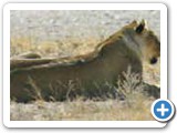 Female lion