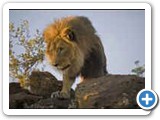 Lions of Amani