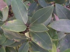 African Common Poison Bush