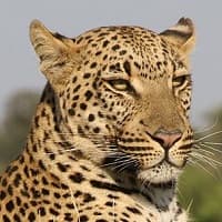 Affordable lodge safaris in Namibia