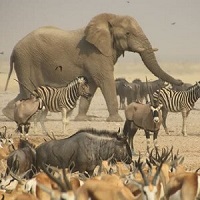 Low Covid-risk safaris in Namibia