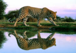 The beauty you see in me, is na reflextion of you.