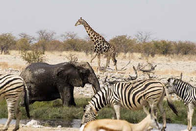 Wildlife diversity of the Etosha National Park